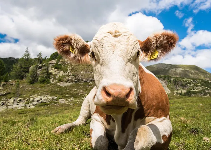 Lägenhet Sunnyday Bad Kleinkirchheim